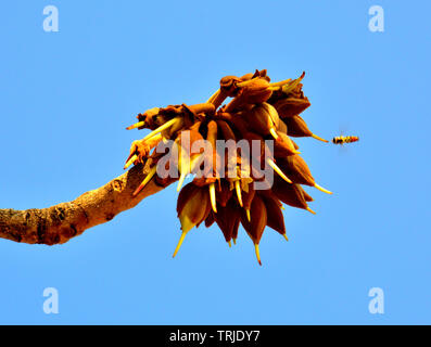 Uccelli ed insetti assaporerete succosa dolce Mahua fiori. Foto Stock