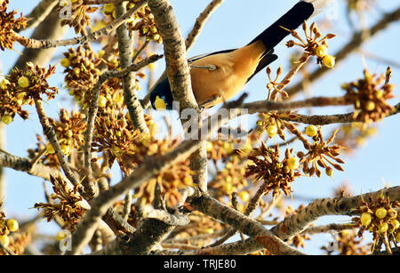 Uccelli ed insetti assaporerete succosa dolce Mahua fiori. Foto Stock