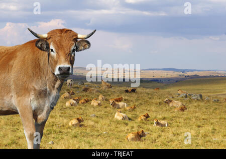 Il francese Aubrac mucca con la mandria in background. Auvergne Francia, Europa Foto Stock