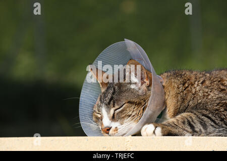 Gatto Malato. Gatto con indosso un cappuccio di buster collare (noto anche come un elizabethan i collari) per proteggerlo da graffi la ferita dopo il funzionamento Foto Stock