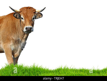 Aubrac mucca isolati su sfondo bianco Foto Stock