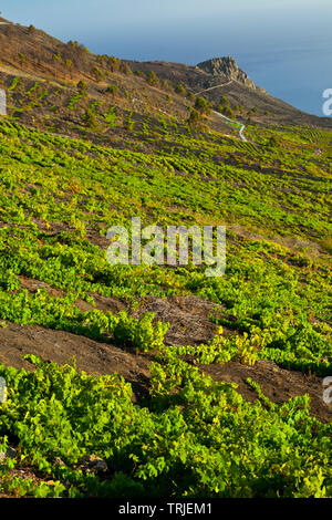 Viñedos de uva malvasía en ladera del volcán San Antonio. Caserío Los Quemados. Pueblo Fuencaliente. Isla La Palma. Provincia di Santa Cruz. Islas Canari Foto Stock