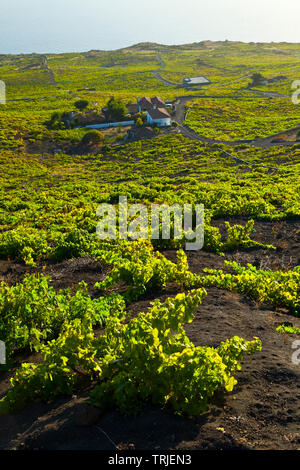 Viñedos de uva malvasía en ladera del volcán San Antonio. Caserío Los Quemados. Pueblo Fuencaliente. Isla La Palma. Provincia di Santa Cruz. Islas Canari Foto Stock