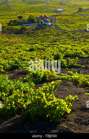 Viñedos de uva malvasía en ladera del volcán San Antonio. Caserío Los Quemados. Pueblo Fuencaliente. Isla La Palma. Provincia di Santa Cruz. Islas Canari Foto Stock