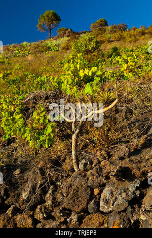 Viñedos de uva malvasía en ladera del volcán San Antonio. Caserío Los Quemados. Pueblo Fuencaliente. Isla La Palma. Provincia di Santa Cruz. Islas Canari Foto Stock