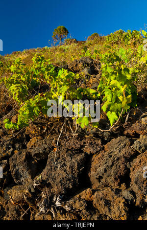 Viñedos de uva malvasía en ladera del volcán San Antonio. Caserío Los Quemados. Pueblo Fuencaliente. Isla La Palma. Provincia di Santa Cruz. Islas Canari Foto Stock