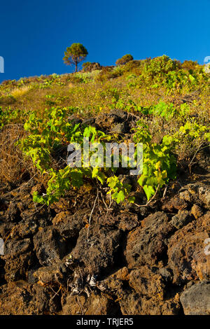 Viñedos de uva malvasía en ladera del volcán San Antonio. Caserío Los Quemados. Pueblo Fuencaliente. Isla La Palma. Provincia di Santa Cruz. Islas Canari Foto Stock