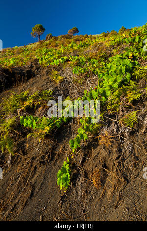 Viñedos de uva malvasía en ladera del volcán San Antonio. Caserío Los Quemados. Pueblo Fuencaliente. Isla La Palma. Provincia di Santa Cruz. Islas Canari Foto Stock