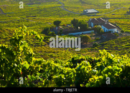 Viñedos de uva malvasía en ladera del volcán San Antonio. Caserío Los Quemados. Pueblo Fuencaliente. Isla La Palma. Provincia di Santa Cruz. Islas Canari Foto Stock