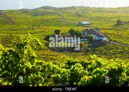 Viñedos de uva malvasía en ladera del volcán San Antonio. Caserío Los Quemados. Pueblo Fuencaliente. Isla La Palma. Provincia di Santa Cruz. Islas Canari Foto Stock