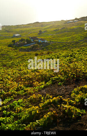 Viñedos de uva malvasía en ladera del volcán San Antonio. Caserío Los Quemados. Pueblo Fuencaliente. Isla La Palma. Provincia di Santa Cruz. Islas Canari Foto Stock