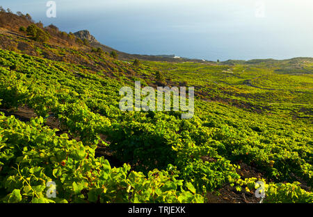 Viñedos de uva malvasía en ladera del volcán San Antonio. Caserío Los Quemados. Pueblo Fuencaliente. Isla La Palma. Provincia di Santa Cruz. Islas Canari Foto Stock