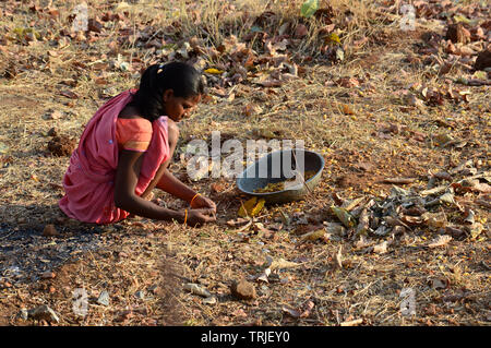 Donna tribale raccogliendo Mahua Fiori Foto Stock