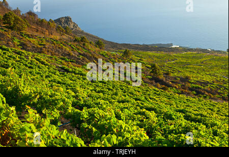 Viñedos de uva malvasía en ladera del volcán San Antonio. Caserío Los Quemados. Pueblo Fuencaliente. Isla La Palma. Provincia di Santa Cruz. Islas Canari Foto Stock