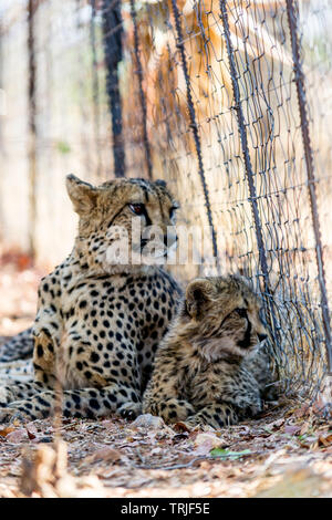 Madre cheetah con gattino, giacente a terra, dietro una recinzione Foto Stock