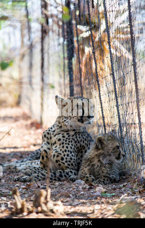 Madre cheetah con gattino, giacente a terra, dietro una recinzione Foto Stock