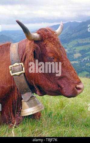 Il francese Salers mucca con la campana e le montagne sullo sfondo. Cantal, Auvergne Francia, Europa Foto Stock