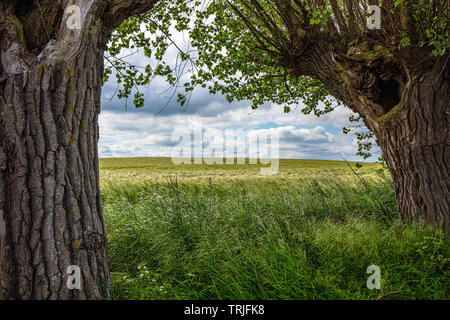 Al di sopra di un campo di grano sono drammatiche nuvole, in primo piano è di erba verde e di sinistra e di destra sono vecchi salici Foto Stock