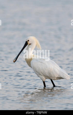 Eurasian Spoonbill / Loeffler ( Platalea leucorodia ), adulto in abito di allevamento, guadare attraverso / in piedi in acqua poco profonda, la fauna selvatica, l'Europa. Foto Stock