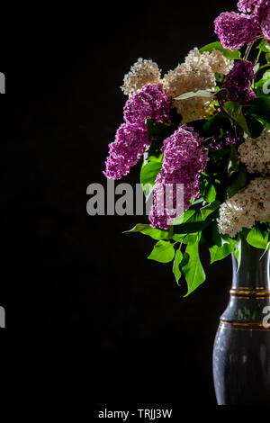 Bianco e viola i rami di lillà in vaso su sfondo nero. Ramo di primavera di fioritura lilla su sfondo nero. Foto Stock