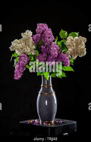 Bianco e viola i rami di lillà in vaso su sfondo nero. Ramo di primavera di fioritura lilla sul tavolo con sfondo nero. Caduto il lilla flowe Foto Stock