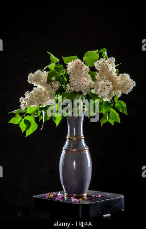 Rami di bianco di lillà in vaso su sfondo nero. Ramo di primavera di fioritura lilla sul tavolo con sfondo nero. Caduto fiori lilla sul t Foto Stock