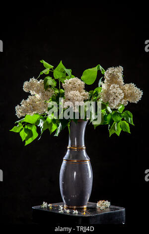 Rami di bianco di lillà in vaso su sfondo nero. Ramo di primavera di fioritura lilla sul tavolo con sfondo nero. Caduto fiori lilla sul t Foto Stock