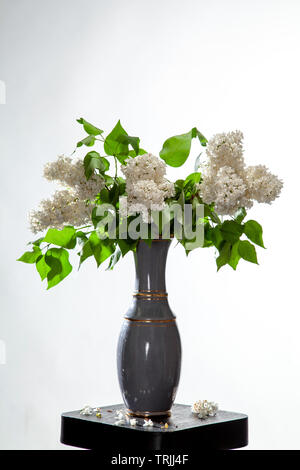Rami di lilla bianco in vaso su sfondo bwhite. Ramo di primavera di fioritura lilla sul tavolo con sfondo bianco. Caduto fiori lilla sul Foto Stock