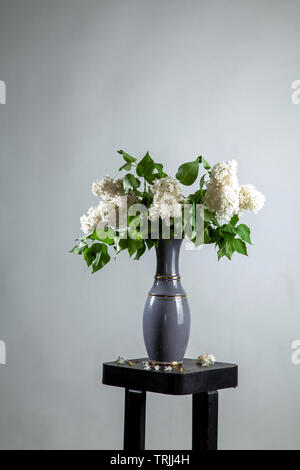 Rami di bianco di lillà in vaso su sfondo grigio. Ramo di primavera di fioritura lilla sul tavolo con uno sfondo grigio. Caduto fiori lilla sulla scheda Foto Stock
