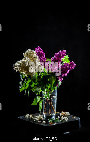 Rami di bianco e viola lillà nel vaso di vetro su sfondo nero. Ramo di primavera di fioritura lilla sul tavolo con sfondo nero. Caduto lila Foto Stock