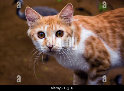 Abudhabi zoo, Emirati Arabi Uniti - 1 Settembre 2017: Closeup colpo di Asian cat Foto Stock