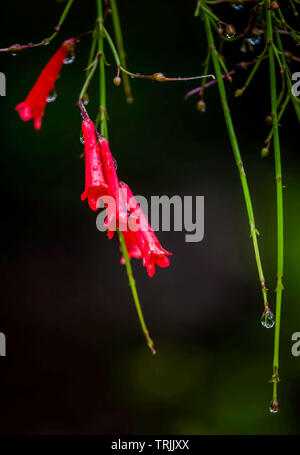 Quilon, Kerala, India - 25 Maggio 2016: Russelia equisetiformis, comunemente noto come fountainbush, petardo stabilimento, impianto di corallo, fontana di corallo, coralbl Foto Stock