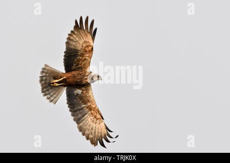 Western Marsh Harrier / Rohrweihe ( Circus aeruginosus ), adulto, maschio in volo, silhouette, vista dal basso verso l'alto, la fauna selvatica, Paesi Bassi, l'Europa. Foto Stock