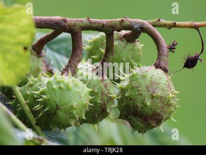 Cluster di conkers sulla struttura abbazia kirstall yorkshire Foto Stock
