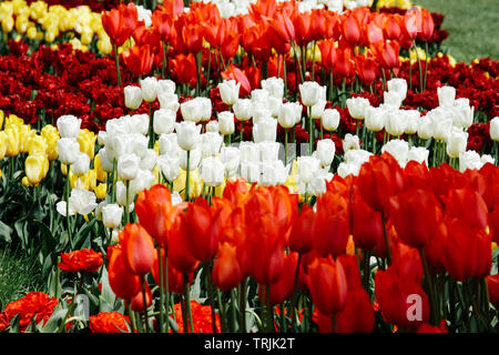 I tulipani in fiore in un giardino botanico. Fiori di Primavera. Variopinto e luminoso tulipani. L'Europa. Foto Stock