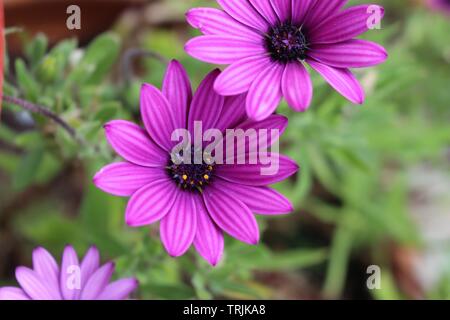 Osteospermum 'Sunny Maria' in giardino Foto Stock