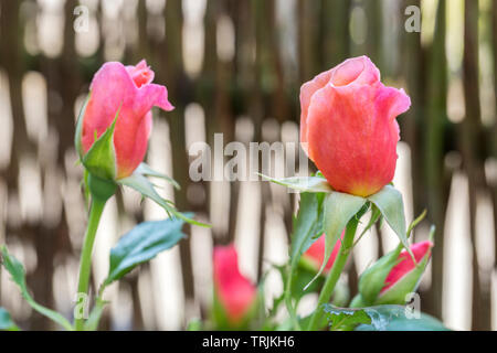 Close-up di appena grewn boccioli di rosa in rosa che ricordano le pesche. Foto Stock