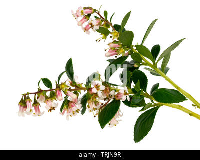 Pannocchie estiva del rosa pallido e bianco fiorito hedging sempreverde arbusto, Escallonia 'Apple Blossom' su sfondo bianco Foto Stock