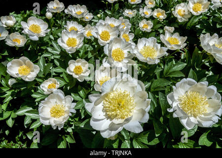 Peonia bianca in giardino Paeonia lactiflora giardino cultivar 'Arcangelo' belle peonie Fiori bianchi estate, giardino Peonie Foto Stock