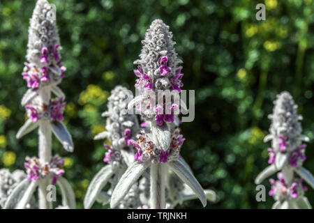 Stachys byzantina 'Silver tappeto', agnelli' orecchie Foto Stock