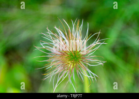 Prateria fiori selvaggi di fumo, Geum triflorum, chiudi immagine in alto nelle montagne rocciose del Montana, USA. Foto Stock