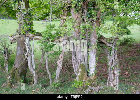 Strana la coltivazione degli alberi Foto Stock