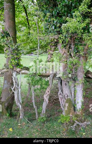 Strana la coltivazione degli alberi Foto Stock
