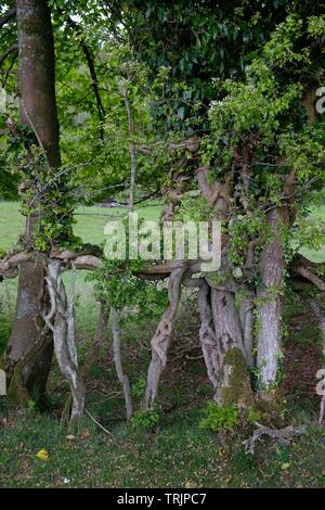 Strana la coltivazione degli alberi Foto Stock