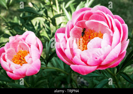 Rosa fiore di peonia miele ape in fiore Peonia "Coral Charm" Paeonia lactiflora Peonies Foto Stock