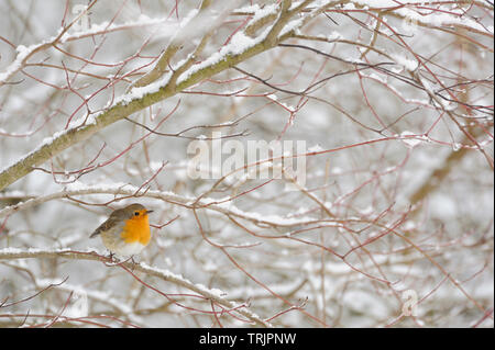 Pettirosso / Rotkehlchen ( Erithacus rubecula ) in inverno duro, un sacco di neve, arroccato in boccole nevoso, uccellino, fauna selvatica, l'Europa. Foto Stock