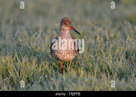 Redshank / Rotschenkel ( Tringa totanus ), adulto in abito di allevamento, stando in piedi in un prato umido, Early Morning Light, vista frontale, la fauna selvatica, l'Europa. Foto Stock