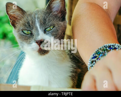 Grigio e bianco gatto randagio che chiedono cibo e attenzione Foto Stock