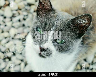 Ritratto di un grigio e bianco gatto randagio che chiedono cibo e attenzione Foto Stock