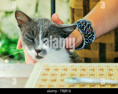 Grigio e bianco gatto randagio che chiedono cibo e attenzione Foto Stock